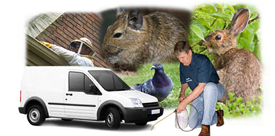 Hornchurch local van